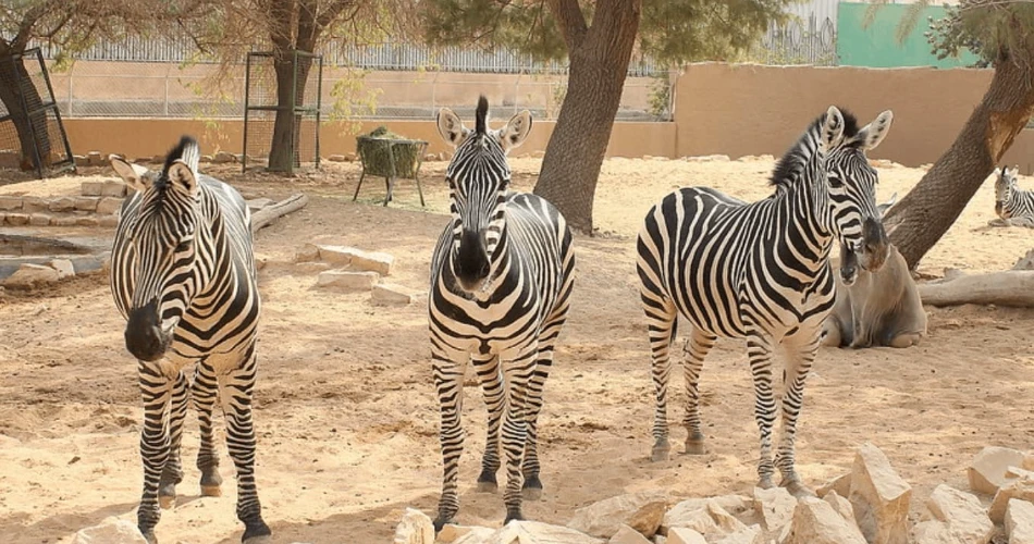 10 Best Attractions in Riyadh